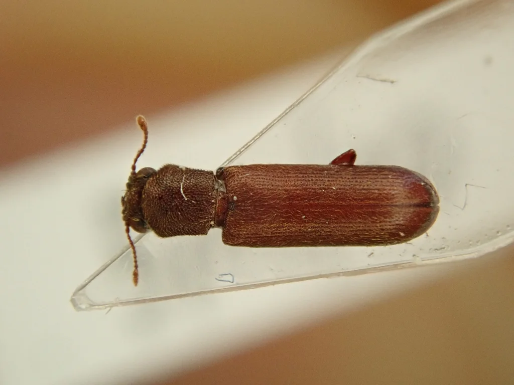 Adult powder post beetle profile view showing cylindrical body structure