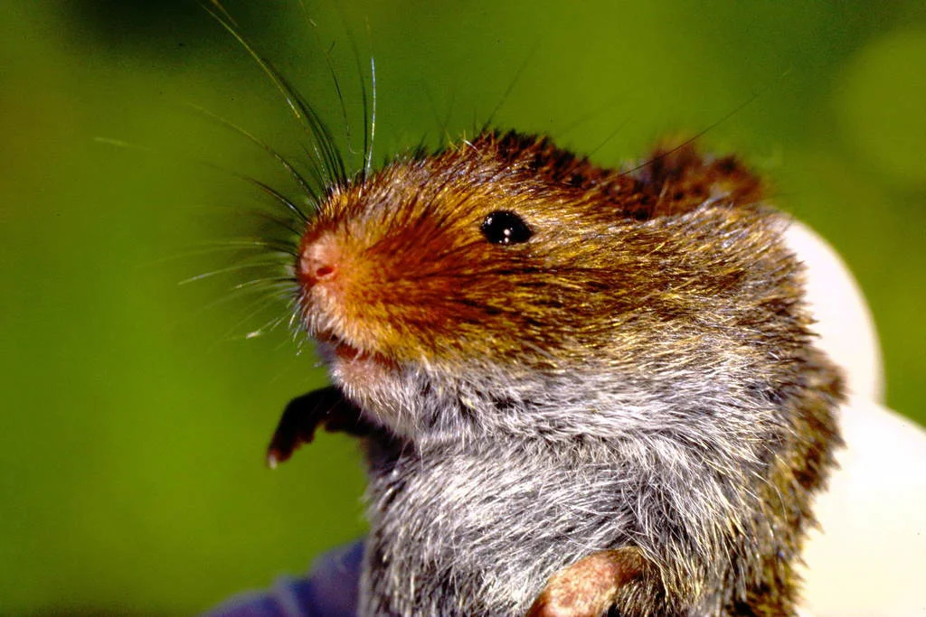 Close-up portrait of a prairie vole showing whiskers and facial features