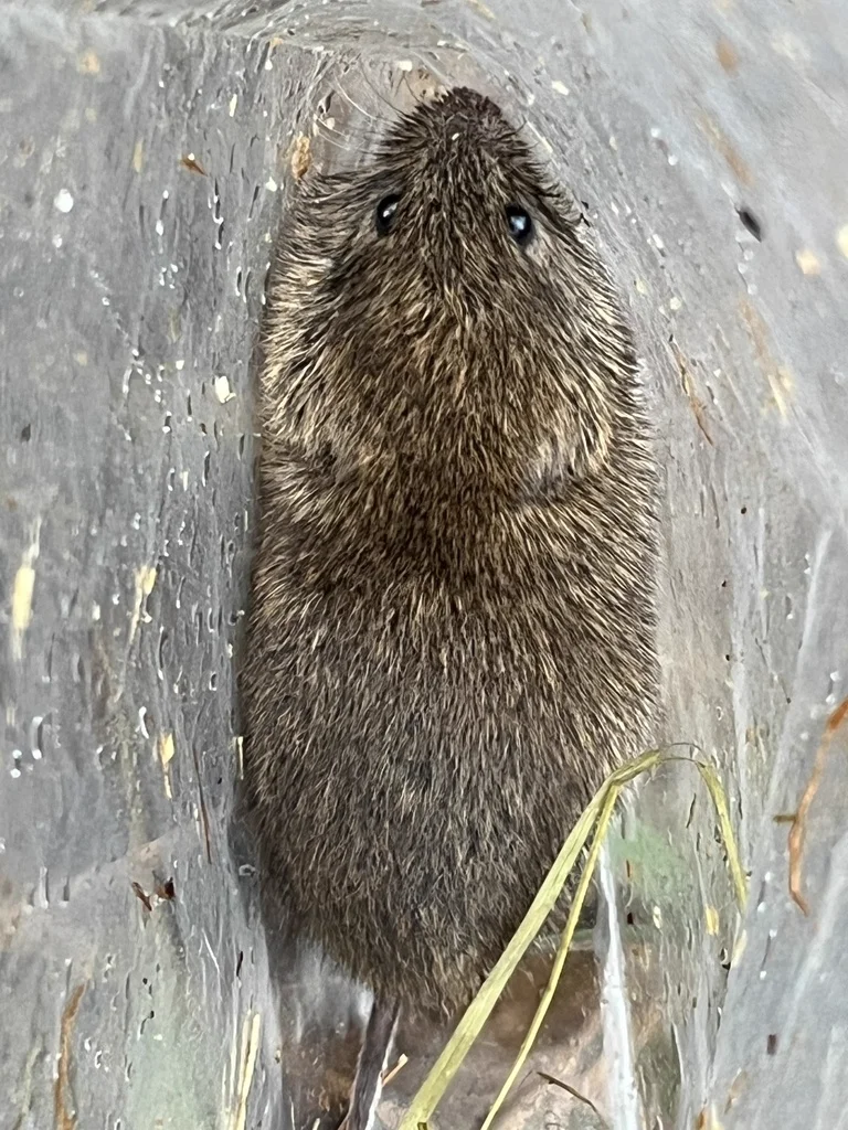 Prairie vole standing upright displaying yellowish belly fur