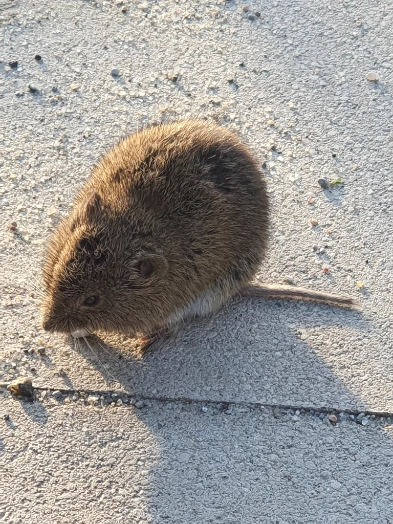 Top-down view of prairie vole showing grizzled fur pattern