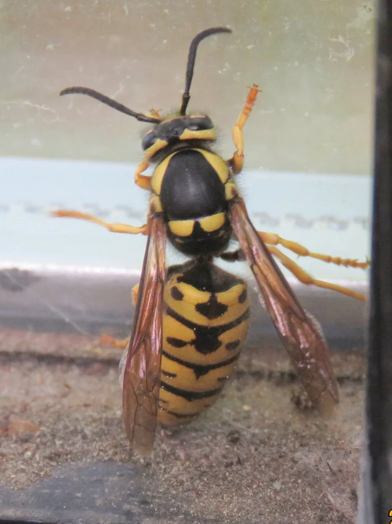 Dorsal view of a prairie yellowjacket displaying characteristic markings through glass