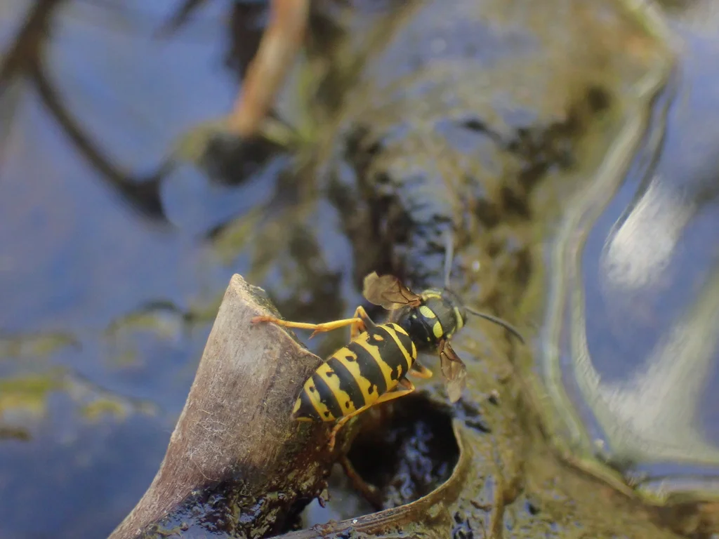 Prairie yellowjacket foraging near water on a leaf