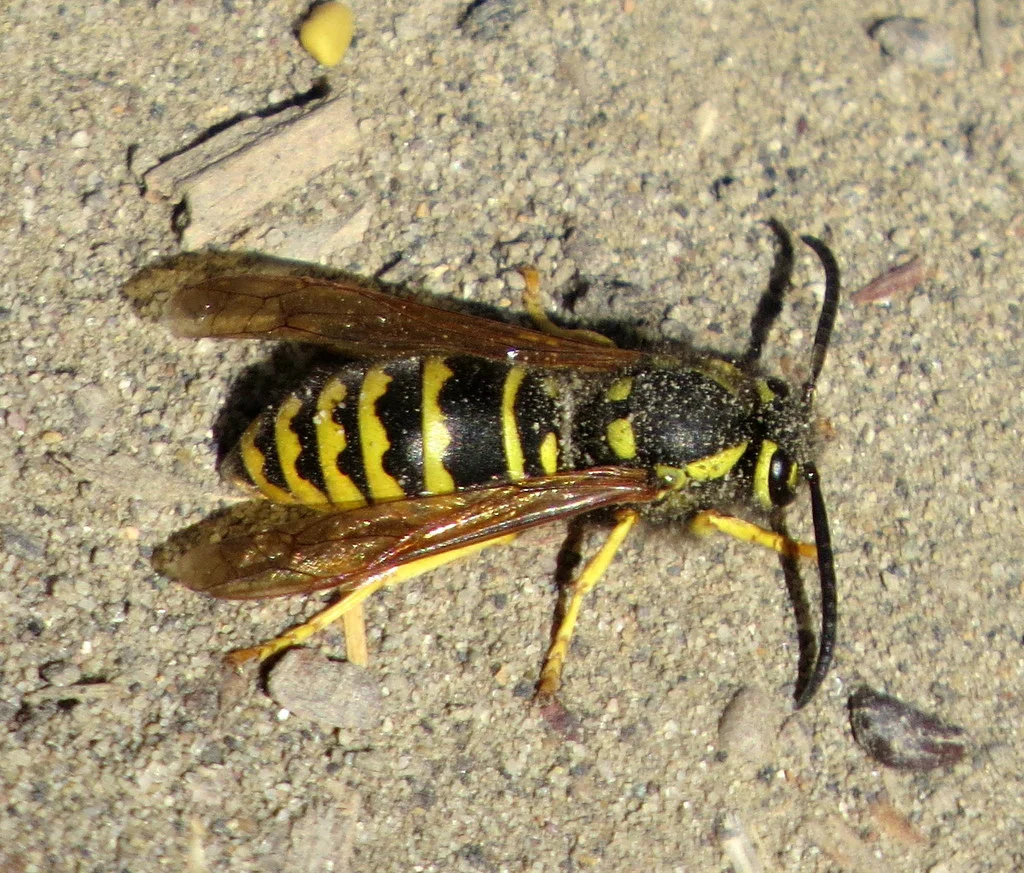 Prairie yellowjacket in profile on sandy ground showing full body structure