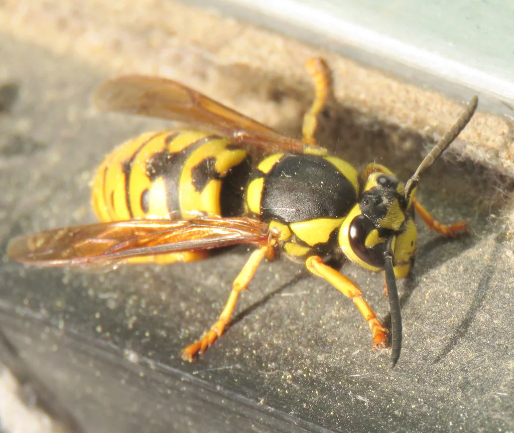 Side view of a prairie yellowjacket showing yellow and black striped body and wings