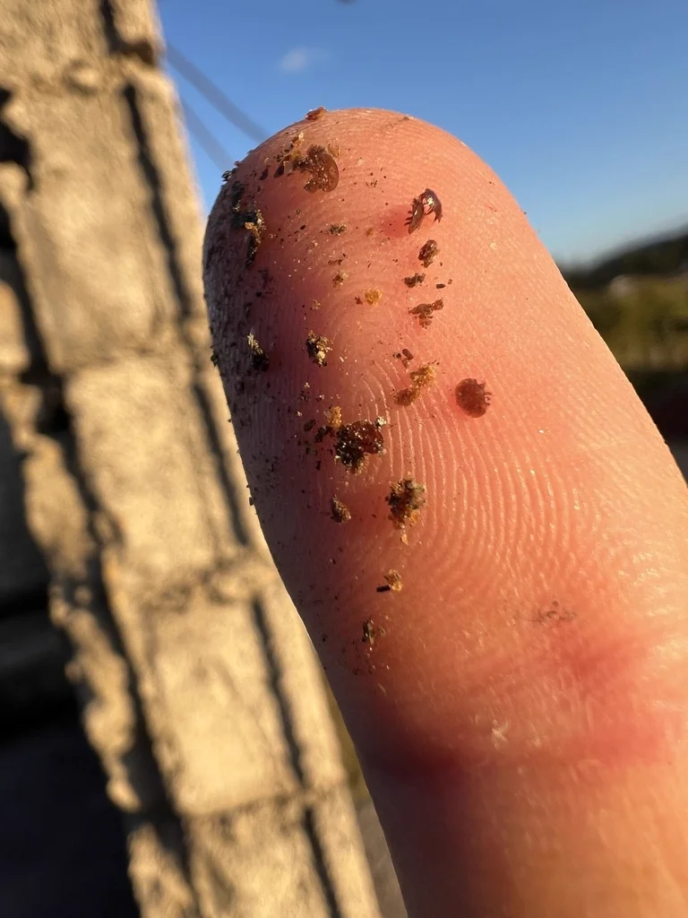 Multiple tiny predatory mites on a human fingertip showing their small size