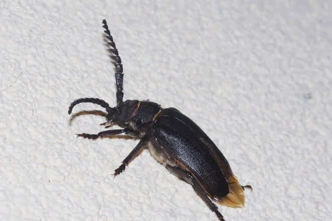 Dark brown prionus root borer beetle on a pale wall, showing its full body and long saw-toothed antennae