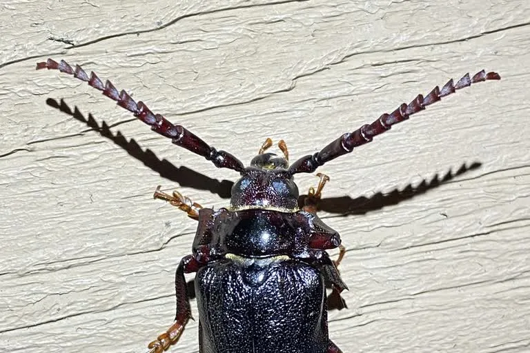 Close view of a prionus root borer head and thorax, showing the thick overlapping antenna segments that give the beetle its saw-toothed antennae