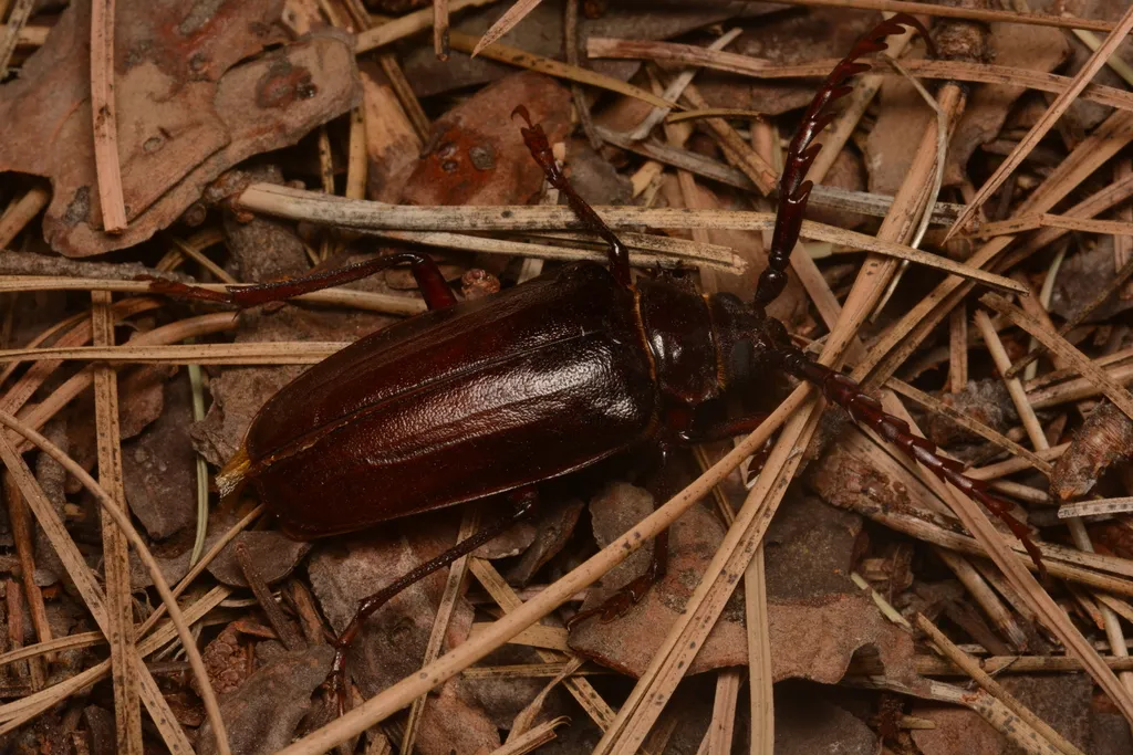 Prionus root borer beetle walking through pine needles and leaf litter at the base of a tree