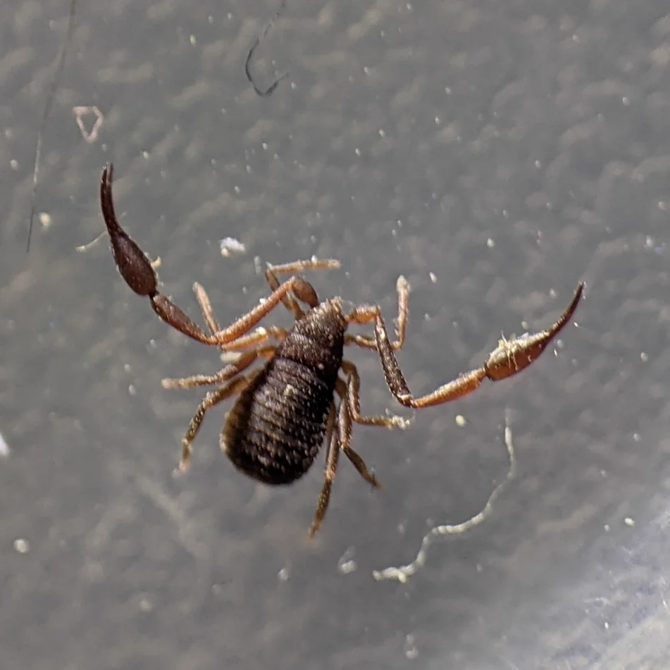 Pseudoscorpion on a smooth surface displaying its eight legs and pincer-like pedipalps