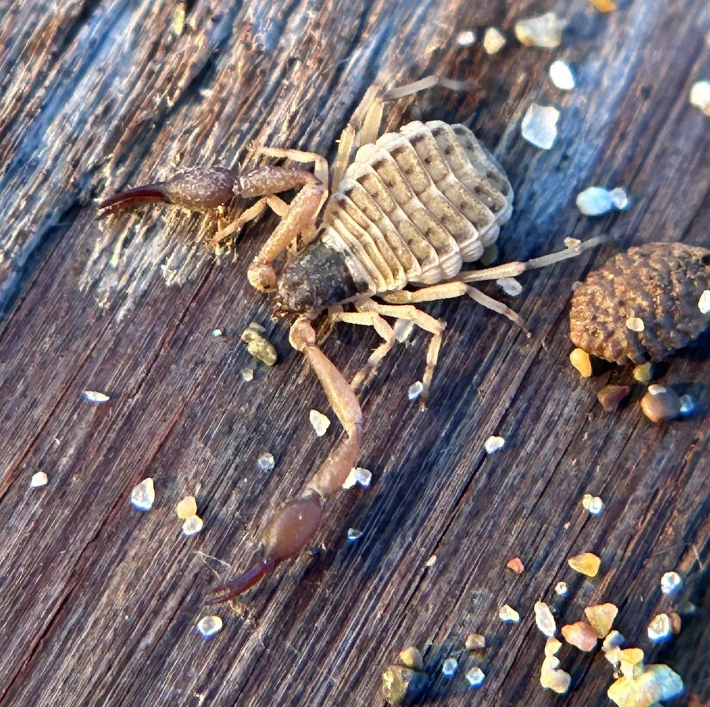 Pseudoscorpion on driftwood in its natural habitat showing segmented body