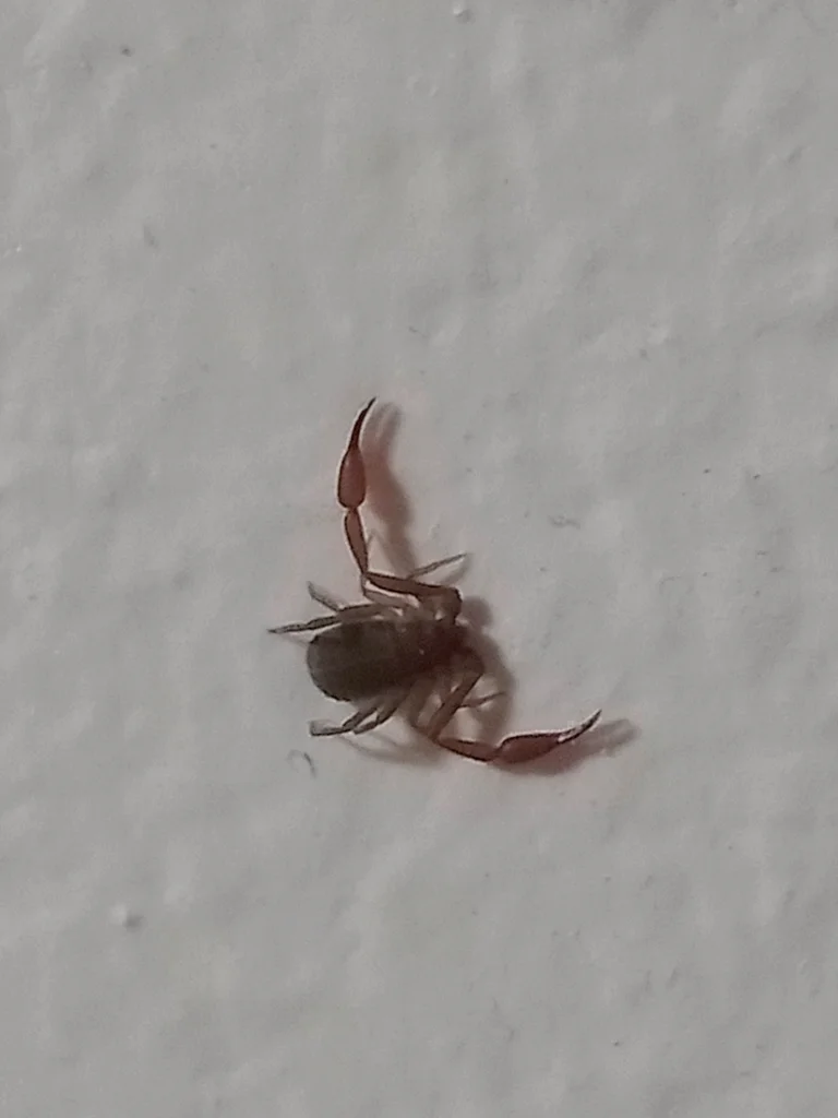 House pseudoscorpion on an interior wall where homeowners commonly spot them