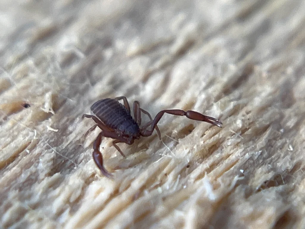 Pseudoscorpion showing characteristic raised pincers in defensive posture