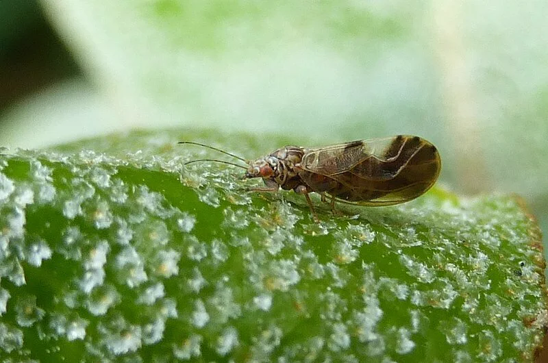 Dark brown psyllid adult on wet leaf with visible wing venation