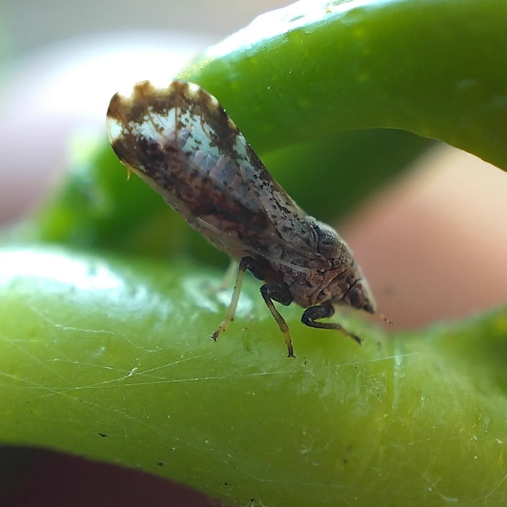 Asian citrus psyllid adult on plant stem showing dark mottled coloring