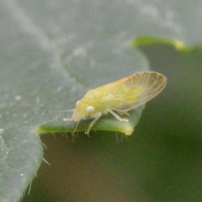 Green psyllid adult resting on leaf surface