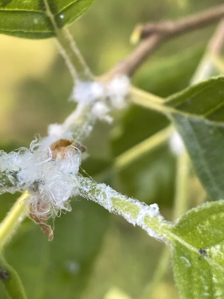 Psyllid infestation showing characteristic white waxy secretions on plant stems