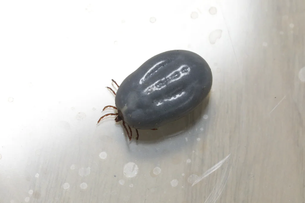 Engorged female tick showing expanded gray body after blood feeding