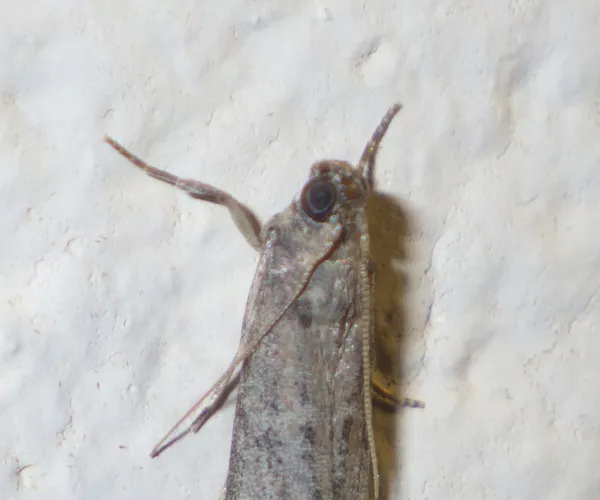 Close-up of raisin moth head and antennae showing characteristic eye and reddish-brown head coloring