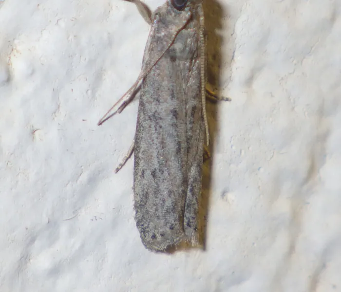 Raisin moth wing detail showing gray-brown forewings with faint darker markings