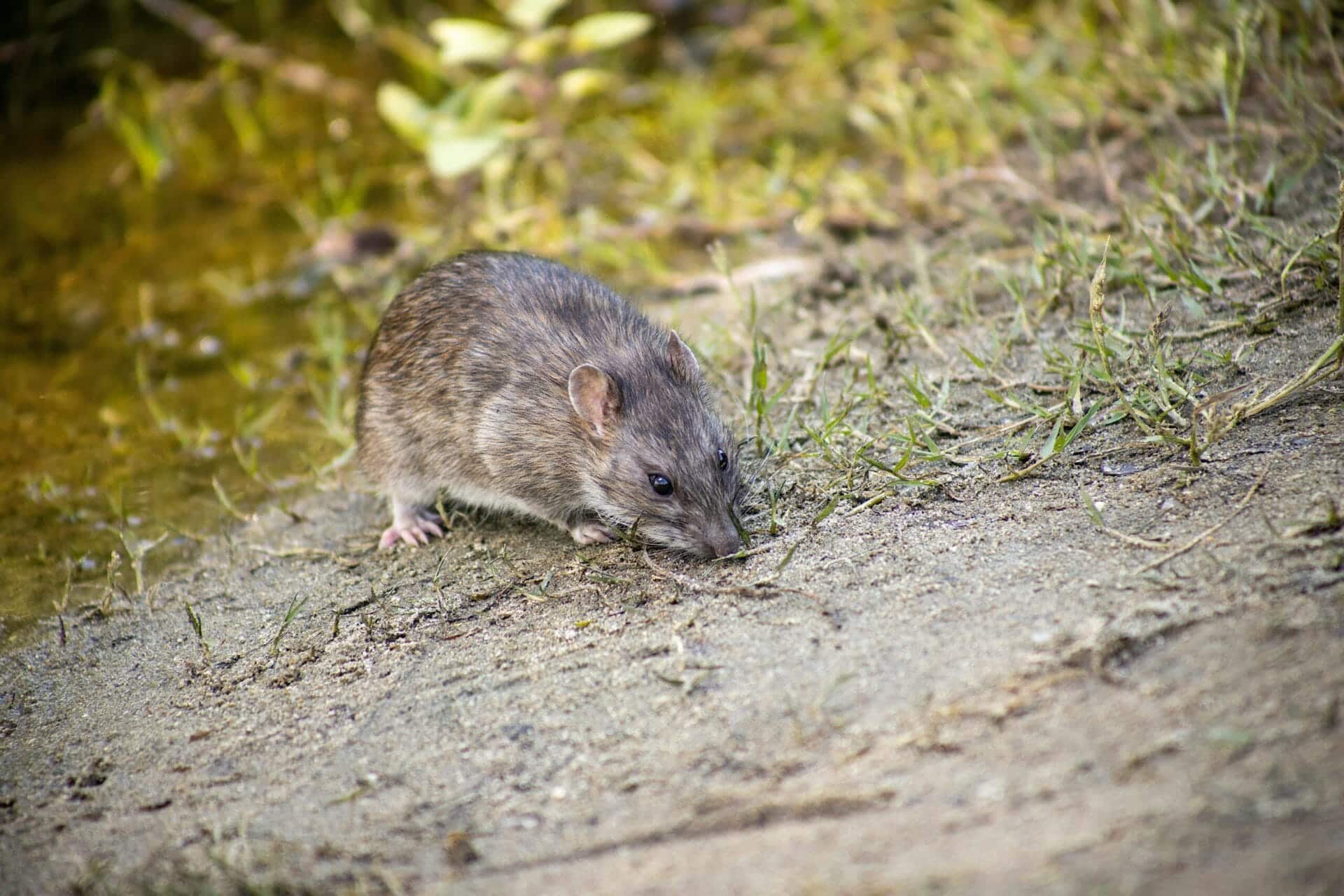 Close-up of a rat