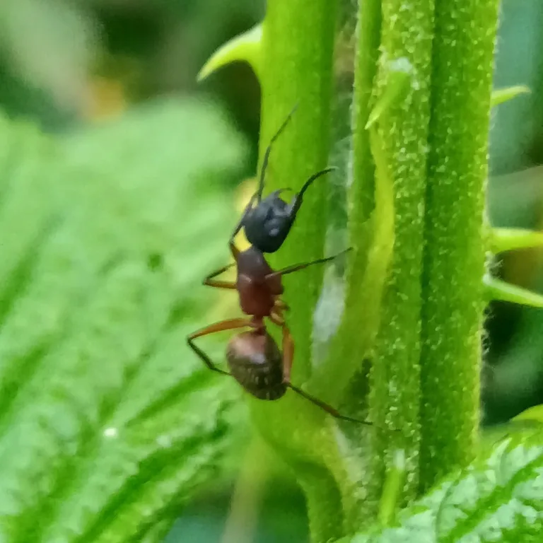 Red carpenter ant climbing a green plant stem while foraging