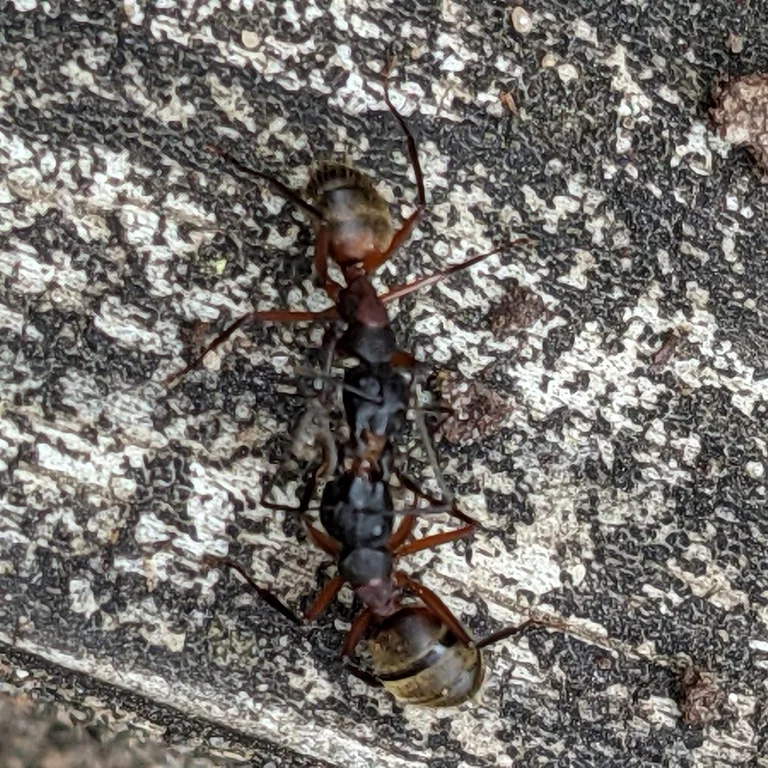 Two red carpenter ant workers walking across weathered gray wood