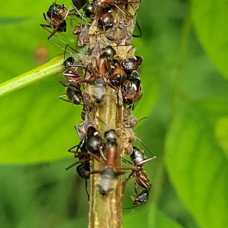 Group of red carpenter ants tending aphids on a plant stem to collect honeydew