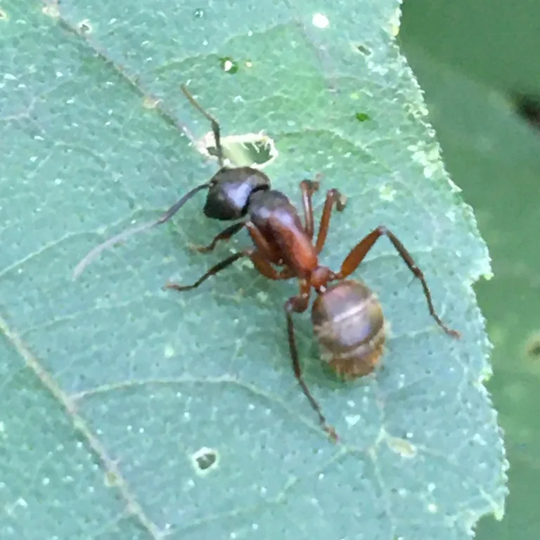 Top-down view of a red carpenter ant worker on a leaf with a red thorax and golden-haired abdomen