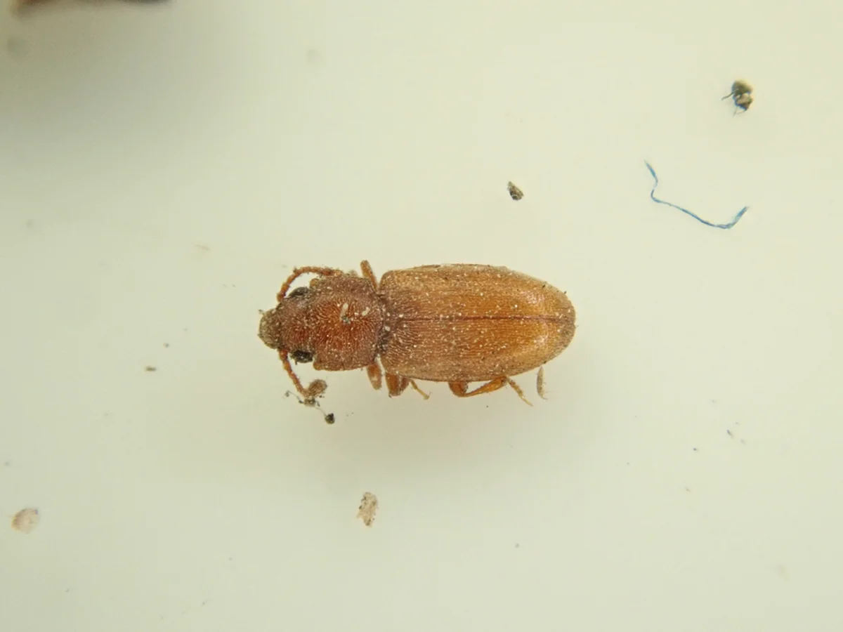 Red flour beetle from above showing its flattened reddish-brown body on a light surface