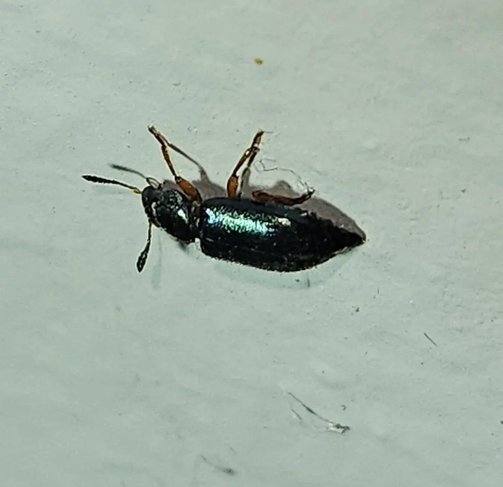 Red-legged ham beetle crawling on an indoor wall near a food storage area