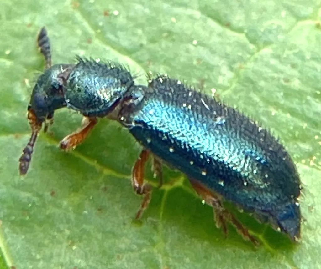 Side view of a red-legged ham beetle on a leaf showing its metallic blue-green sheen and bristly hairs