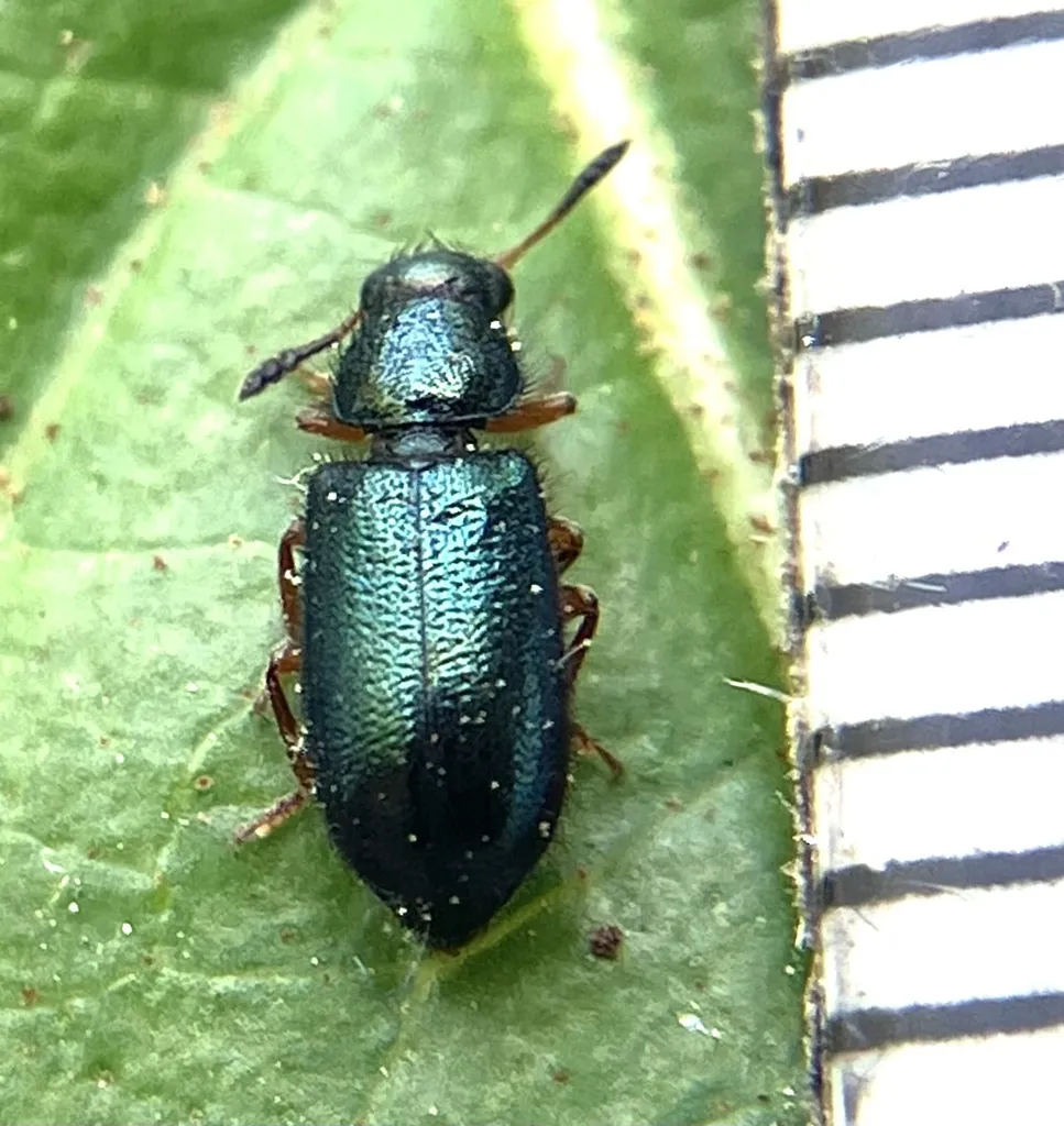Top-down view of a red-legged ham beetle next to a millimeter scale showing its small size