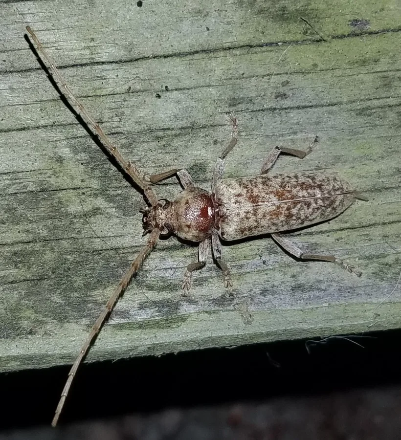 Red oak borer resting on weathered wood at night, showing the mottled gray and brown speckling on its wing covers