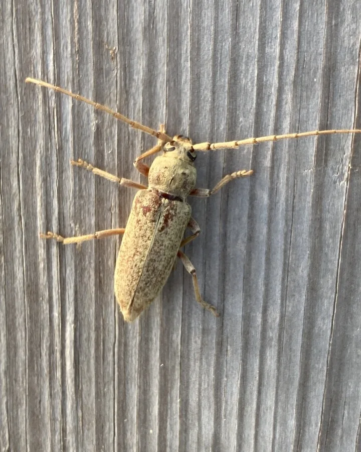 Red oak borer clinging to vertical wood siding with its long antennae swept back over its body