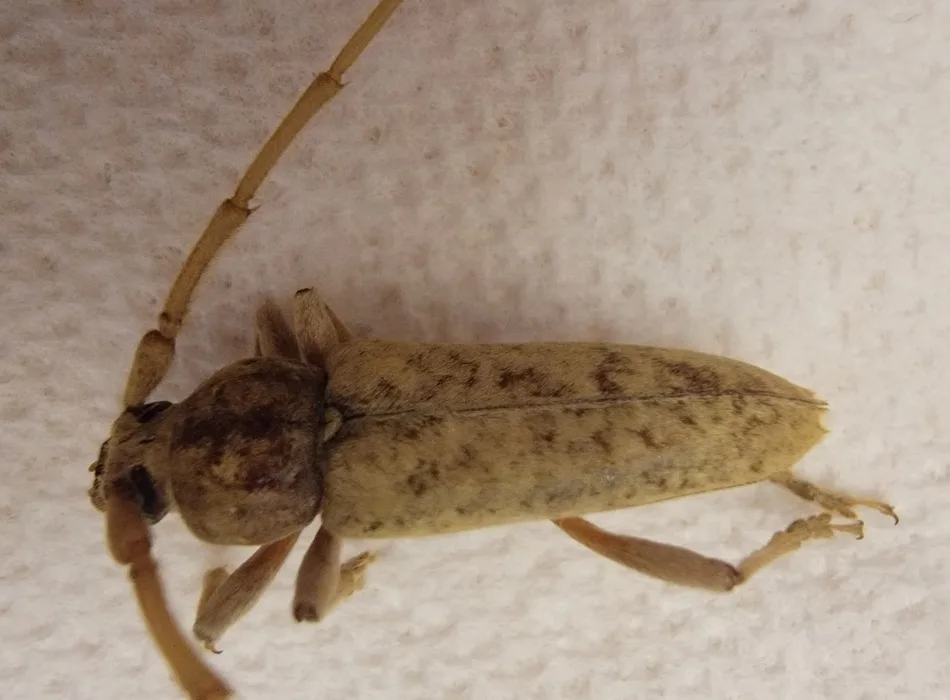 Close view of a red oak borer from above showing the fine pale hairs that give the wing covers their dusty tan color