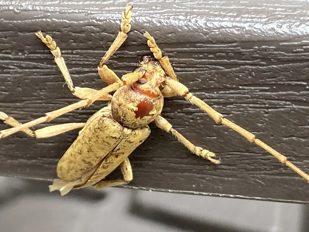 Red oak borer on a deck rail with its reddish-brown pronotum and spined thorax clearly visible