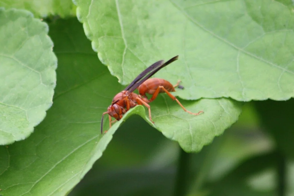 Red paper wasp resting on green leaf