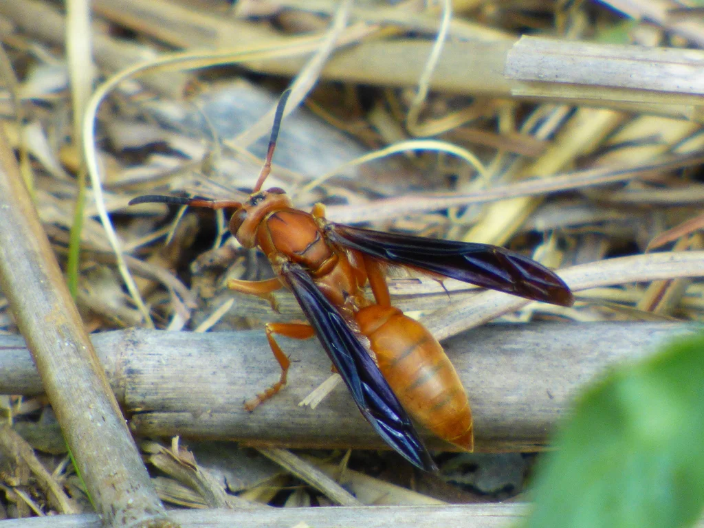 Red paper wasp from above showing wing pattern
