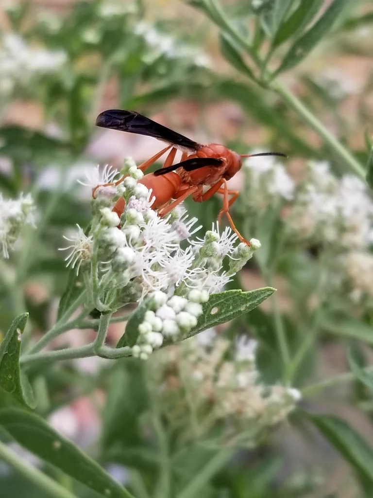 Red paper wasp feeding on white flowers