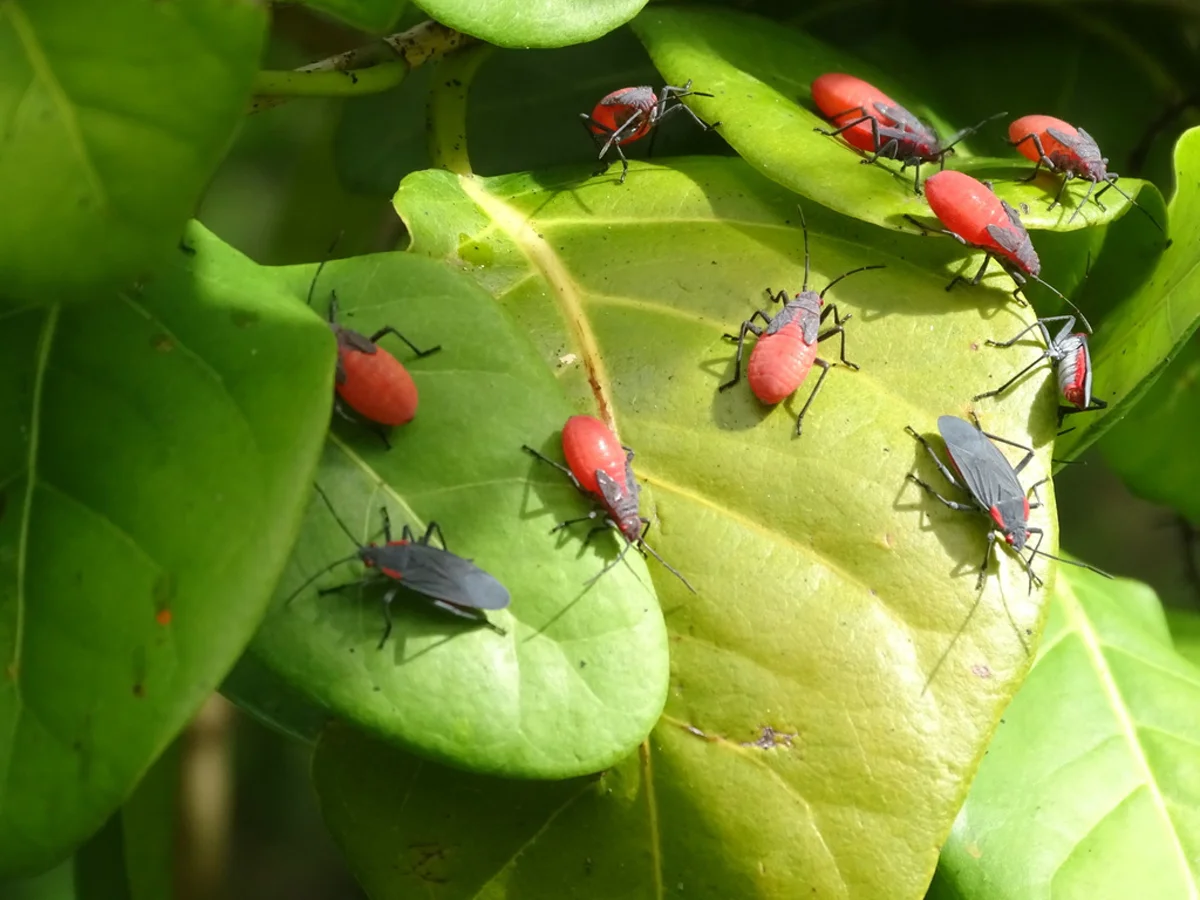 Aggregation of red-shouldered bug adults and bright red nymphs on host plant leaves