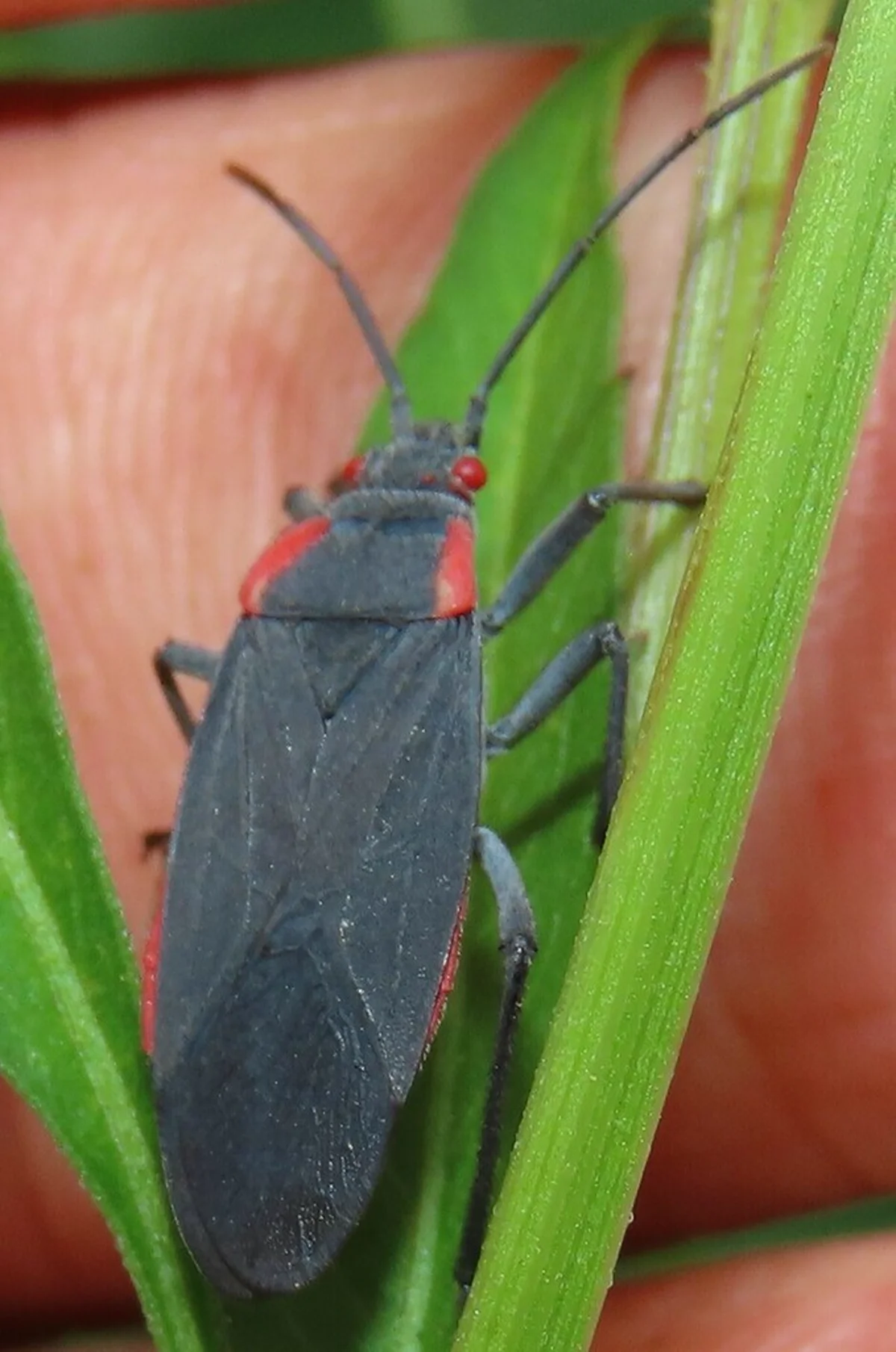 Close-up of adult red-shouldered bug on green leaf showing body detail