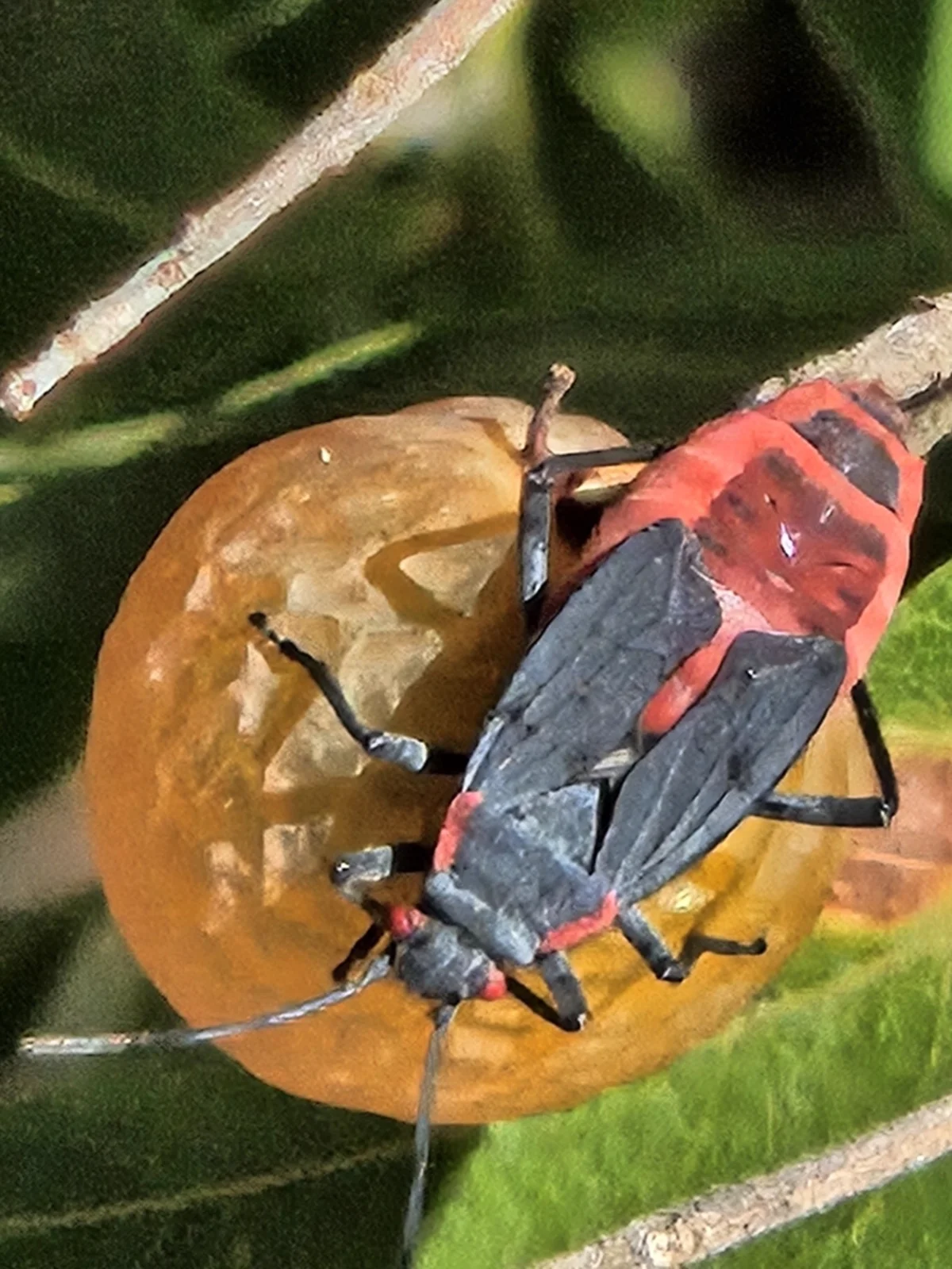 Red-shouldered bug adult feeding on seed pod showing piercing-sucking mouthparts