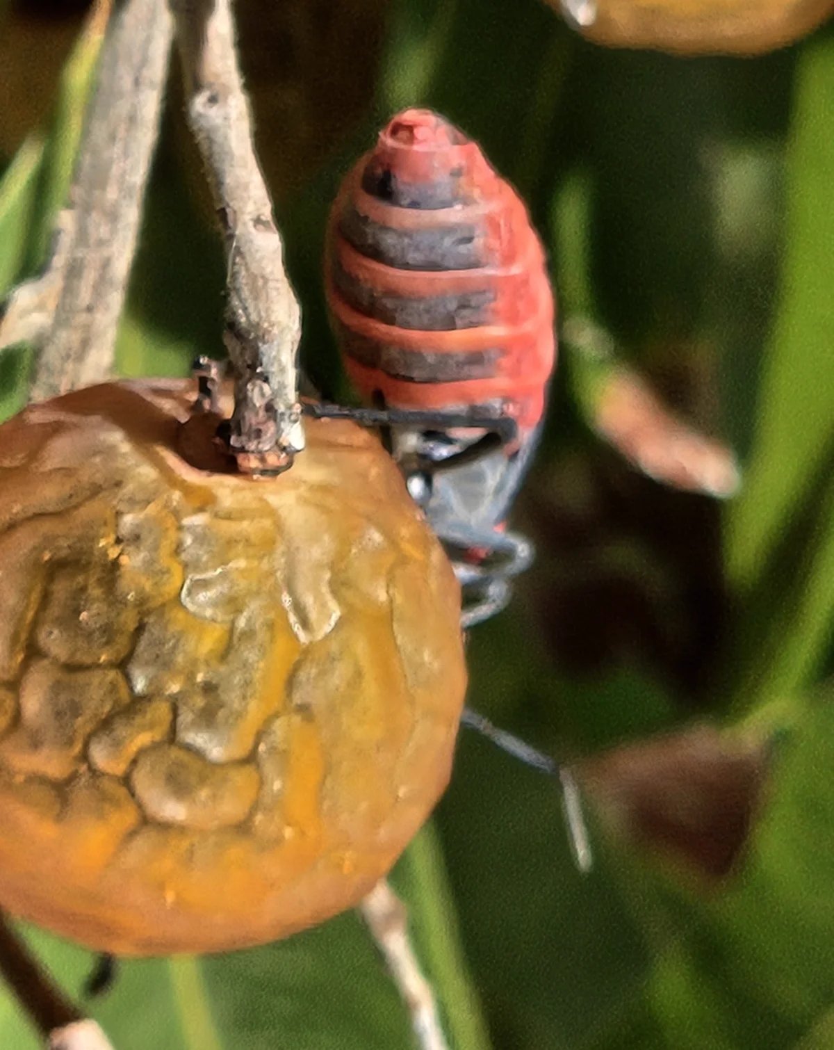 Red-shouldered bug nymph with distinctive red and black striped abdomen