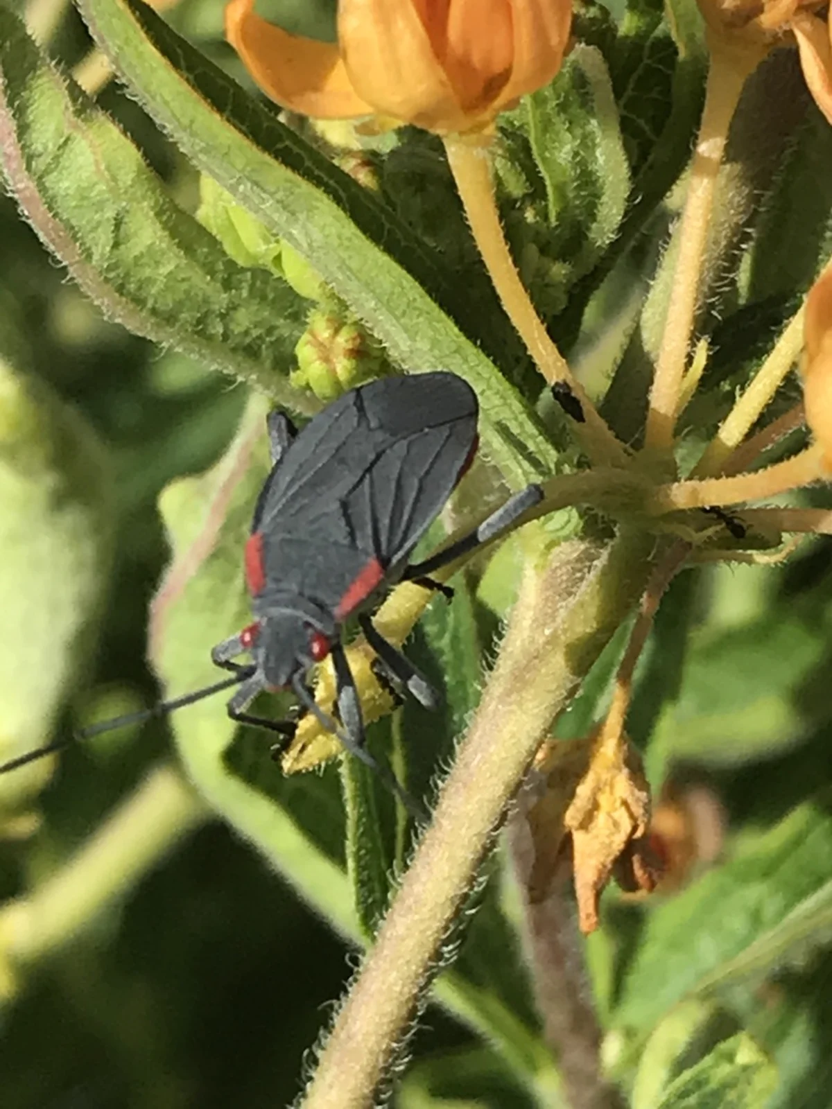 Side view of red-shouldered bug on yellow flower showing body profile
