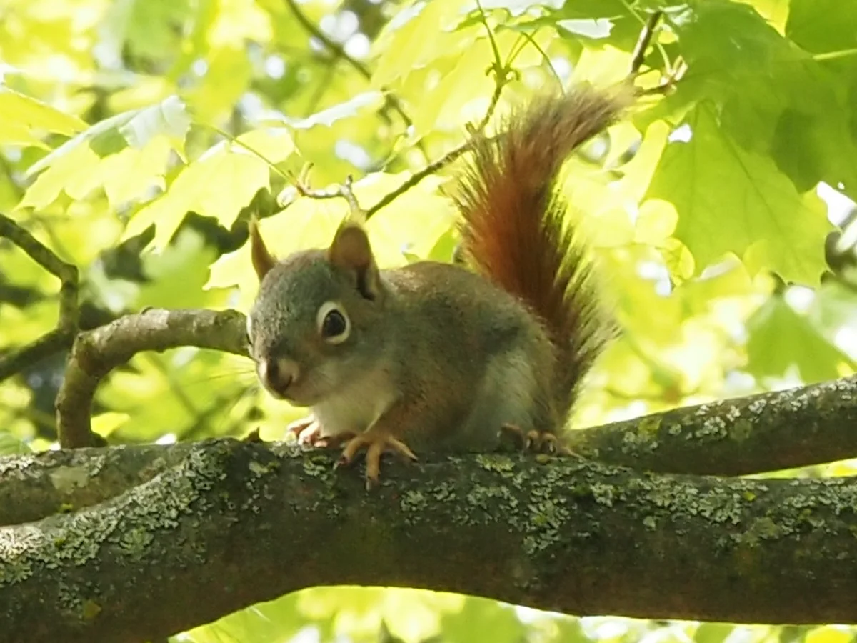 American red squirrel on mossy tree branch in natural forest habitat
