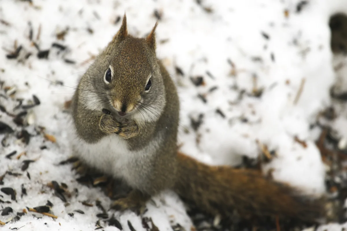 American red squirrel eating seeds in winter snow showing foraging behavior