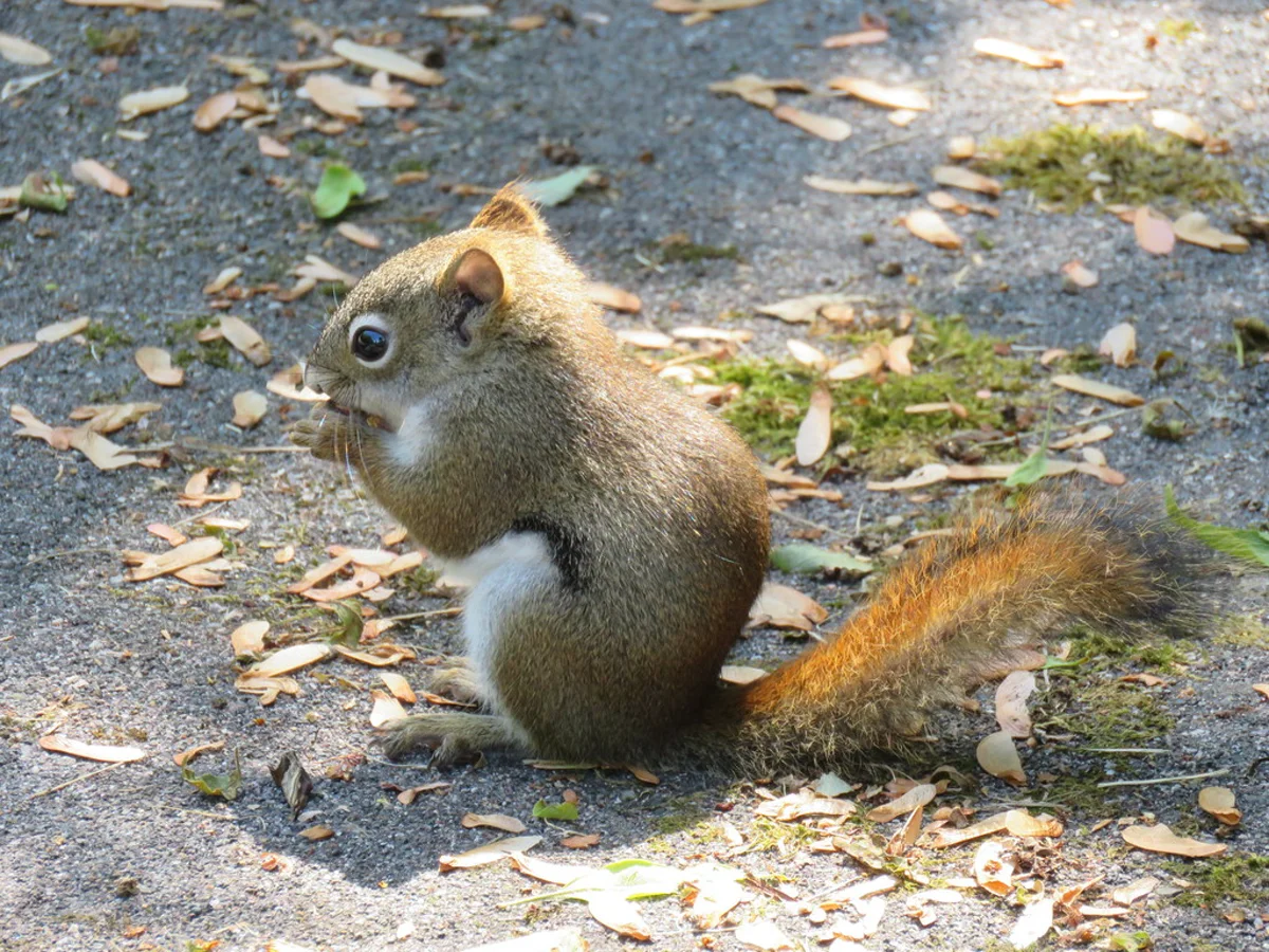 American red squirrel standing upright showing white belly and reddish tail