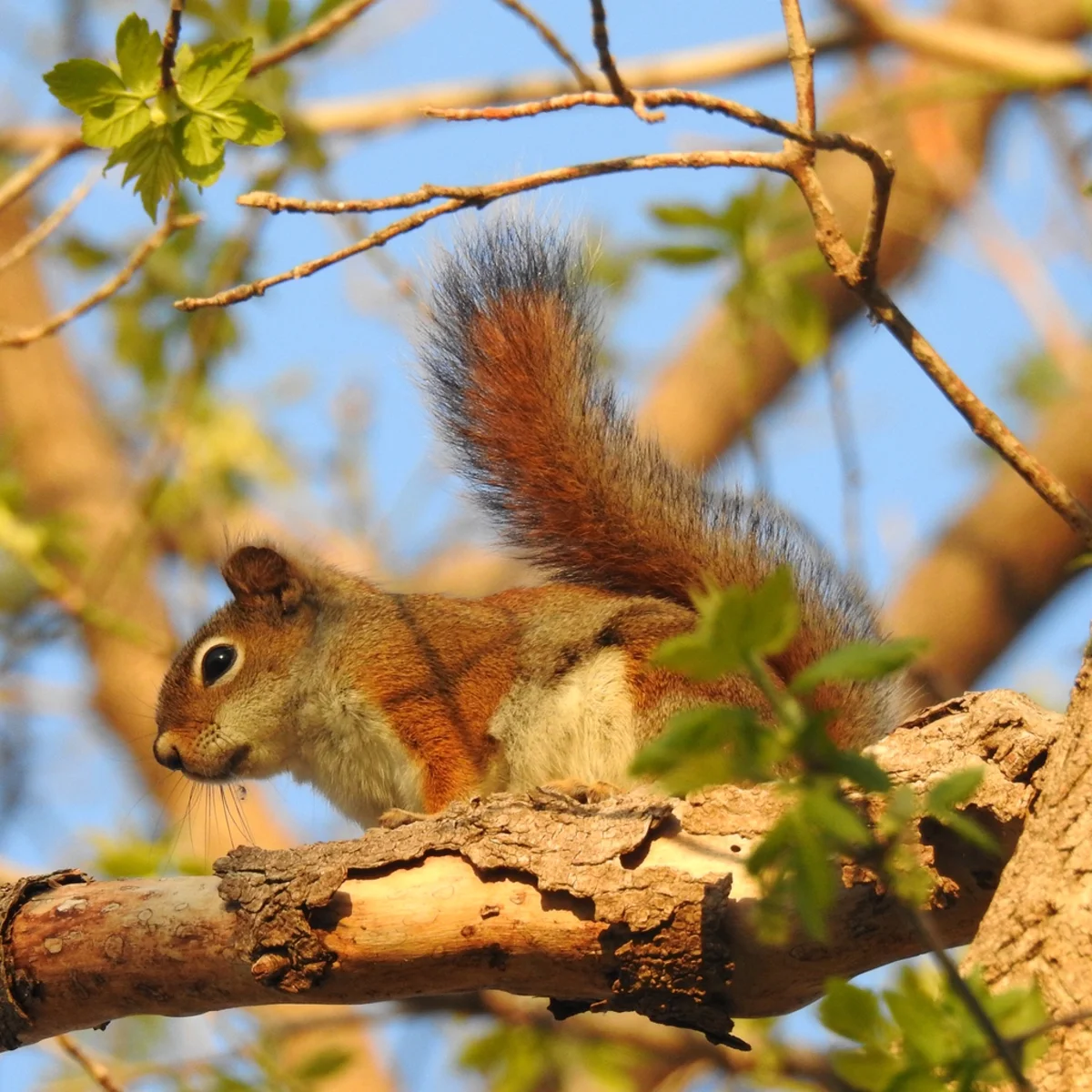American red squirrel climbing tree with fluffy tail raised