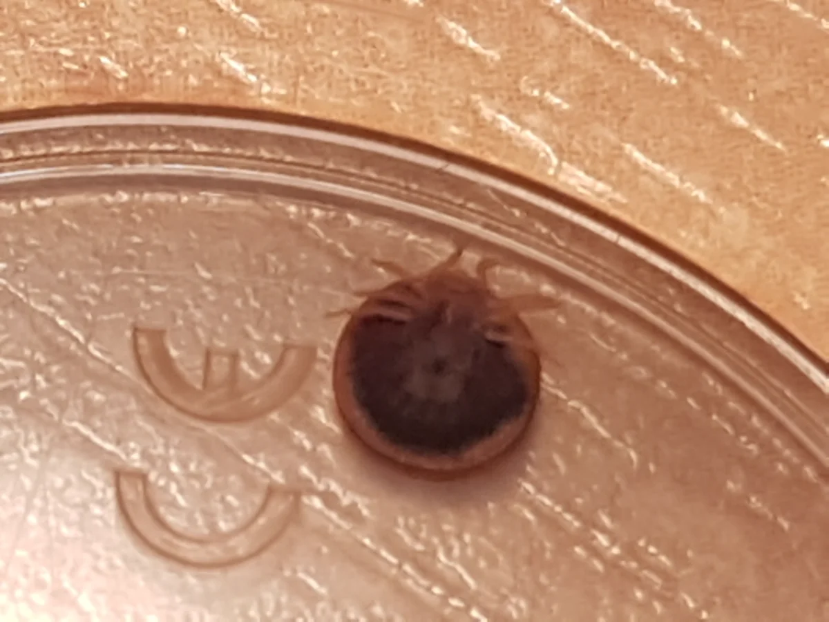 Soft tick specimen showing oval body shape and eight legs