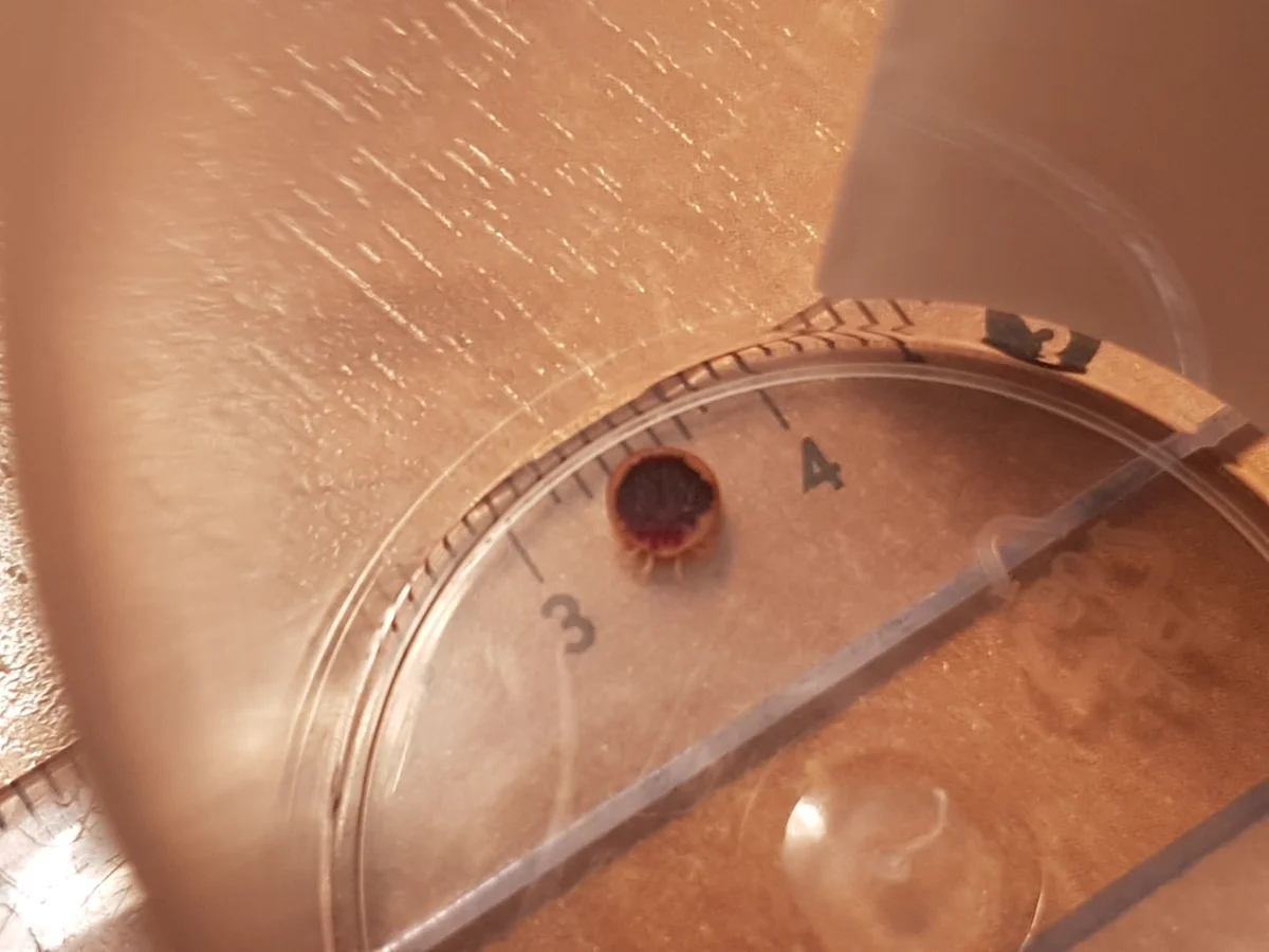 Soft tick next to measuring scale showing size comparison